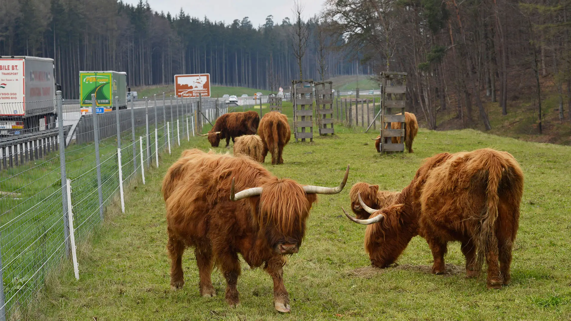 Sustainability, Fund, Invesis, Cows, Farmer Donation, A8, Germany